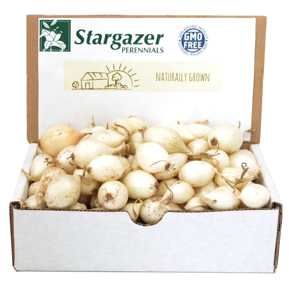 Stargazer Perennials White Ebenzer onion sets in packaging, ideal for easy spring planting and garden prep.