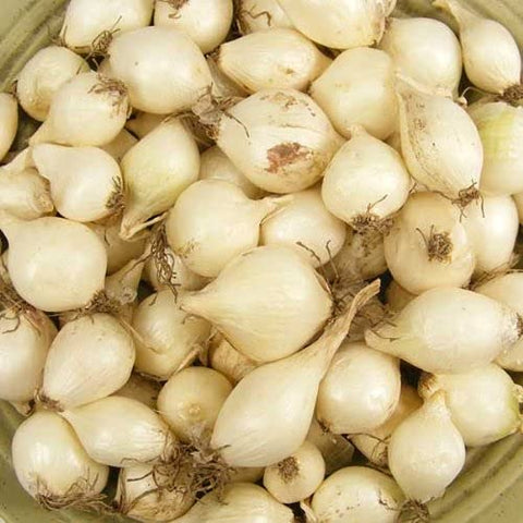 Stargazer Perennials White Ebenzer onion sets for containers, enabling compact, manageable harvests.