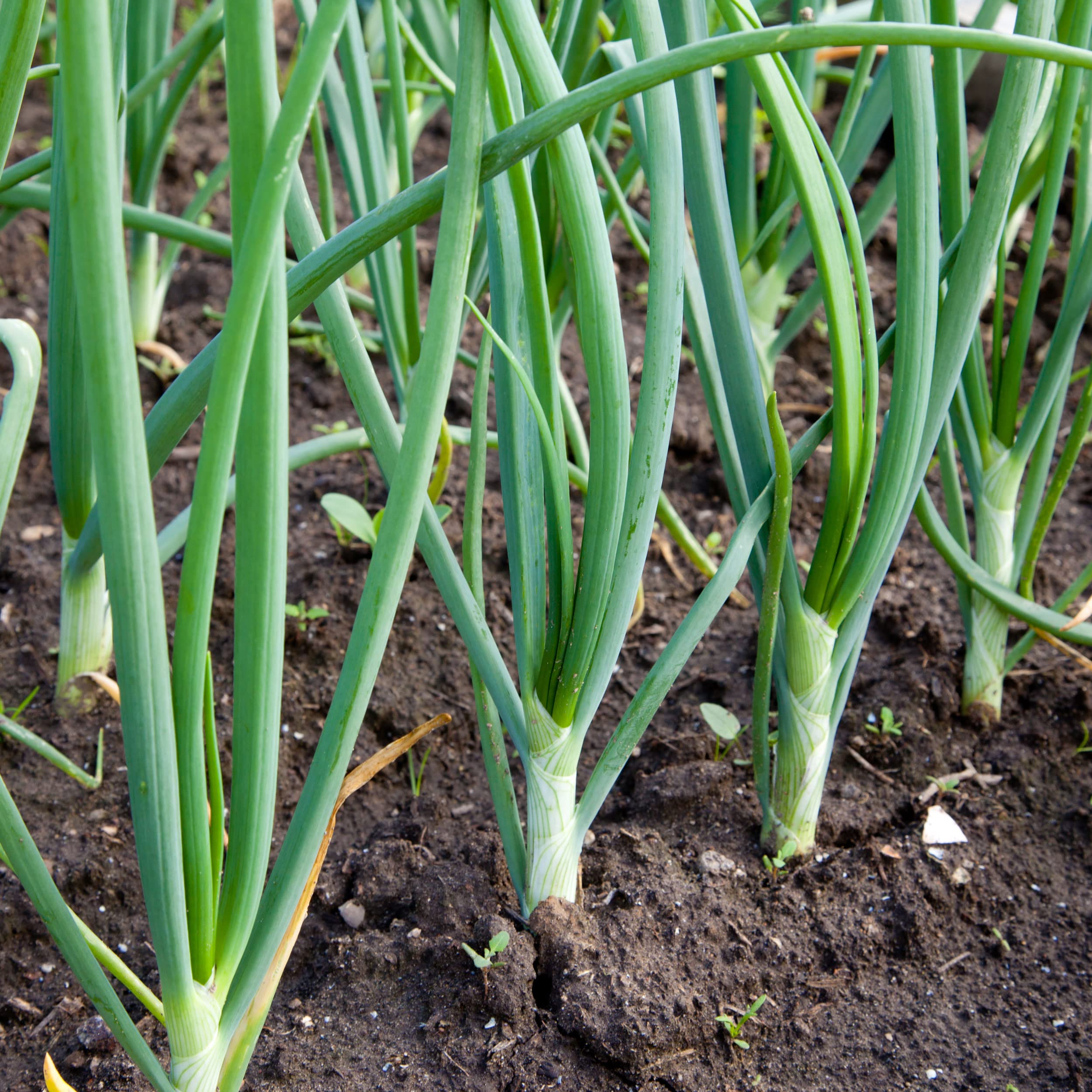 Stargazer Perennials White Ebenzer onion sets store well, supporting extended flavor when kept cool.