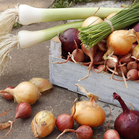 Stargazer Perennials yellow onion sets versatile for sautés and roasting