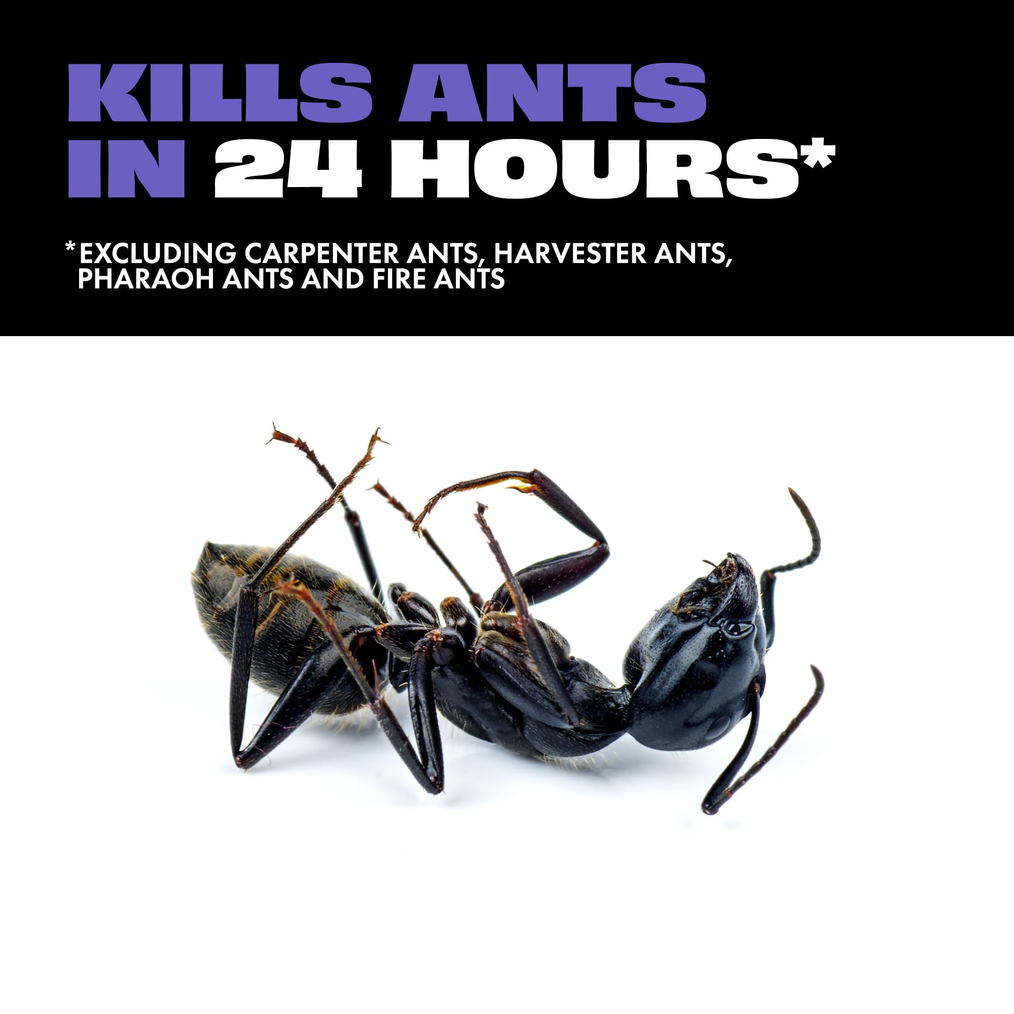 Close-up shows ants carrying STEM bait back to their colony, illustrating fast-attracting action.