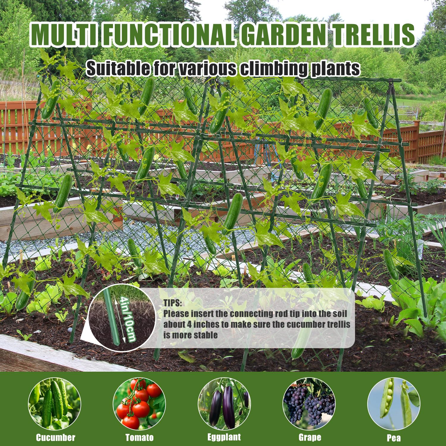 STFALI versatile trellis for cucumbers, grapes, peas and more
