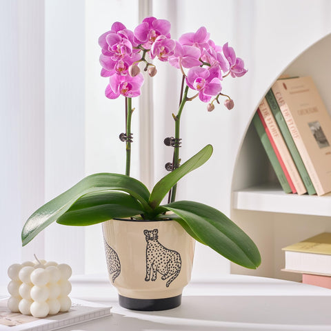 STHIE ceramic planter with drainage hole for healthy water management.