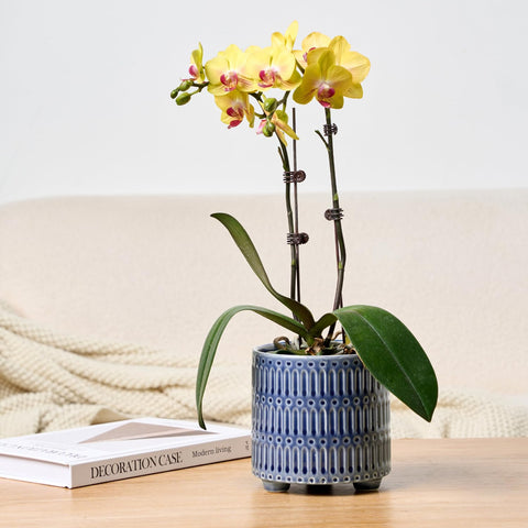 STHIE versatile planter doubles as pencil storage for office desks.