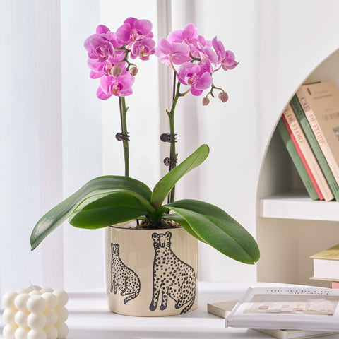Sturdy ceramic planter suitable for daily indoor use.