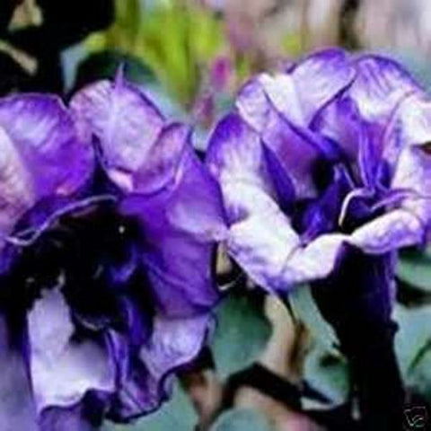 Sticker Tiger Double Purple Devil Trumpet seeds for vibrant garden color and fragrance