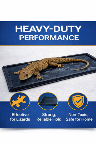 Sticky Stop glue trap in the corner catches a spider, discreet pest control.
