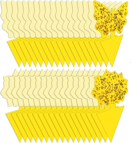 Stingmon 36-pack fruit fly traps for indoor use attract pests effectively.