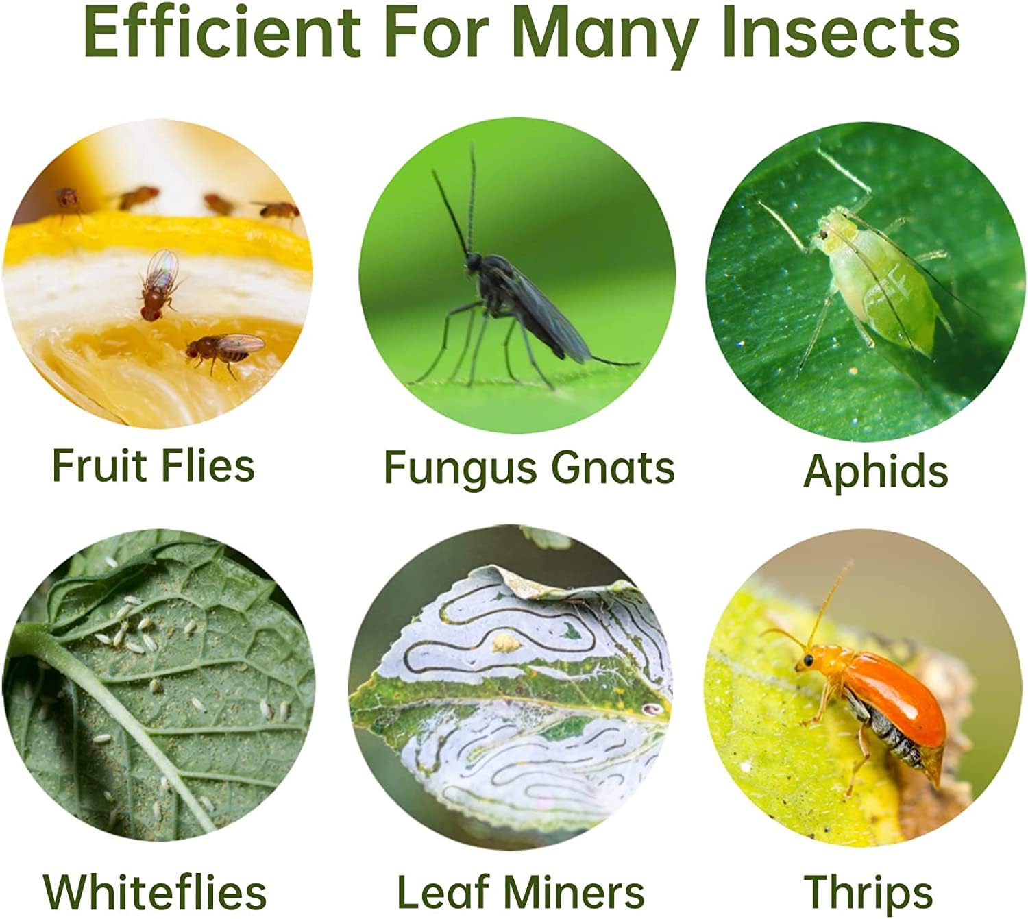 Stingmon adhesive glue traps use bright color to capture flying insects.