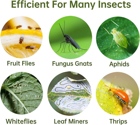 Stingmon adhesive glue traps use bright color to capture flying insects.