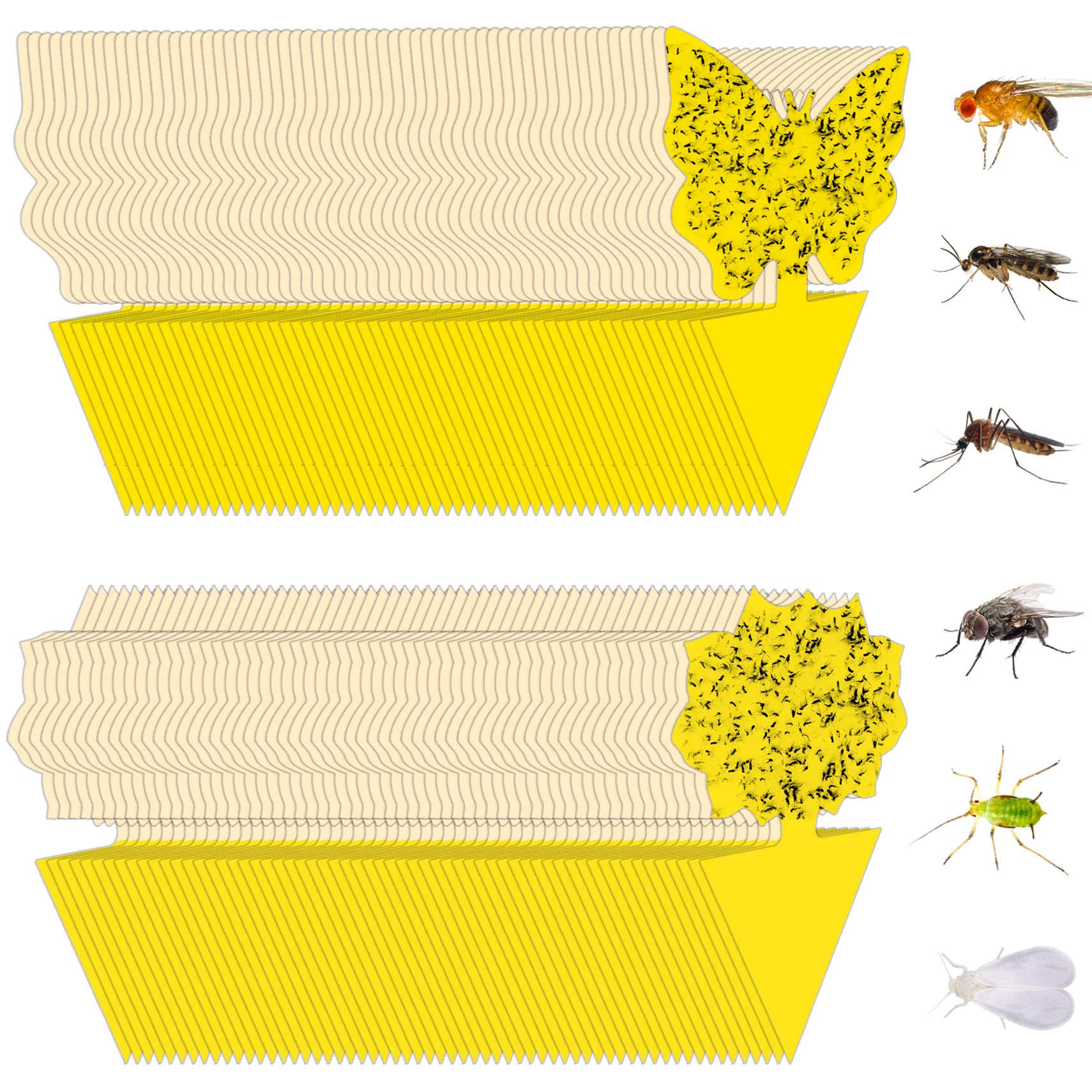 Stingmon fruit fly trap indoors ready to protect houseplants