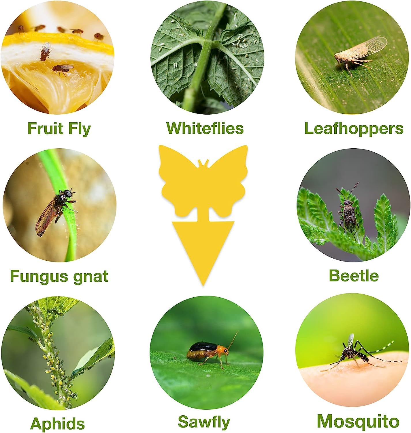 Stingmon 54 pack fungus gnat traps ready to deploy around plants