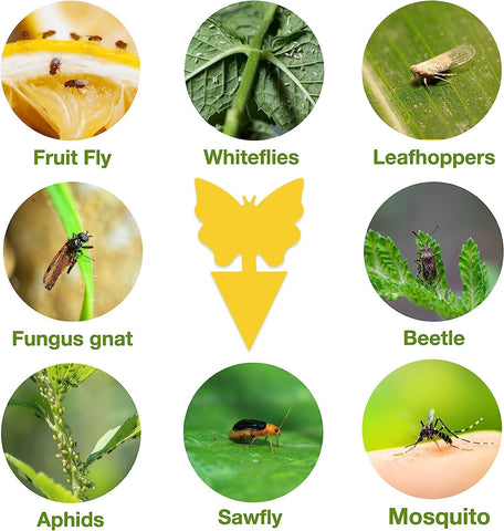 Stingmon 54 pack fungus gnat traps ready to deploy around plants