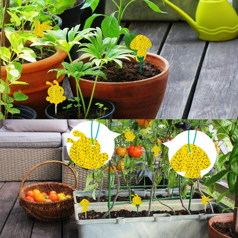 Stingmon gnat traps suitable for kitchen and plant areas.