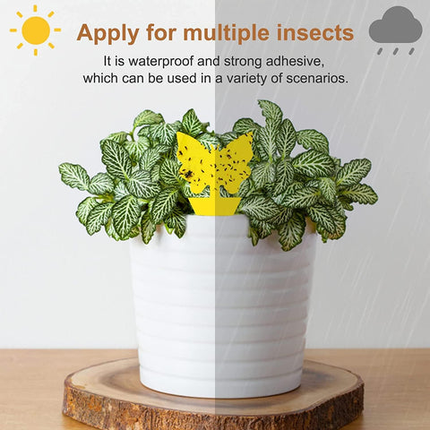 Stingmon indoor pest catcher for houseplants and living spaces.