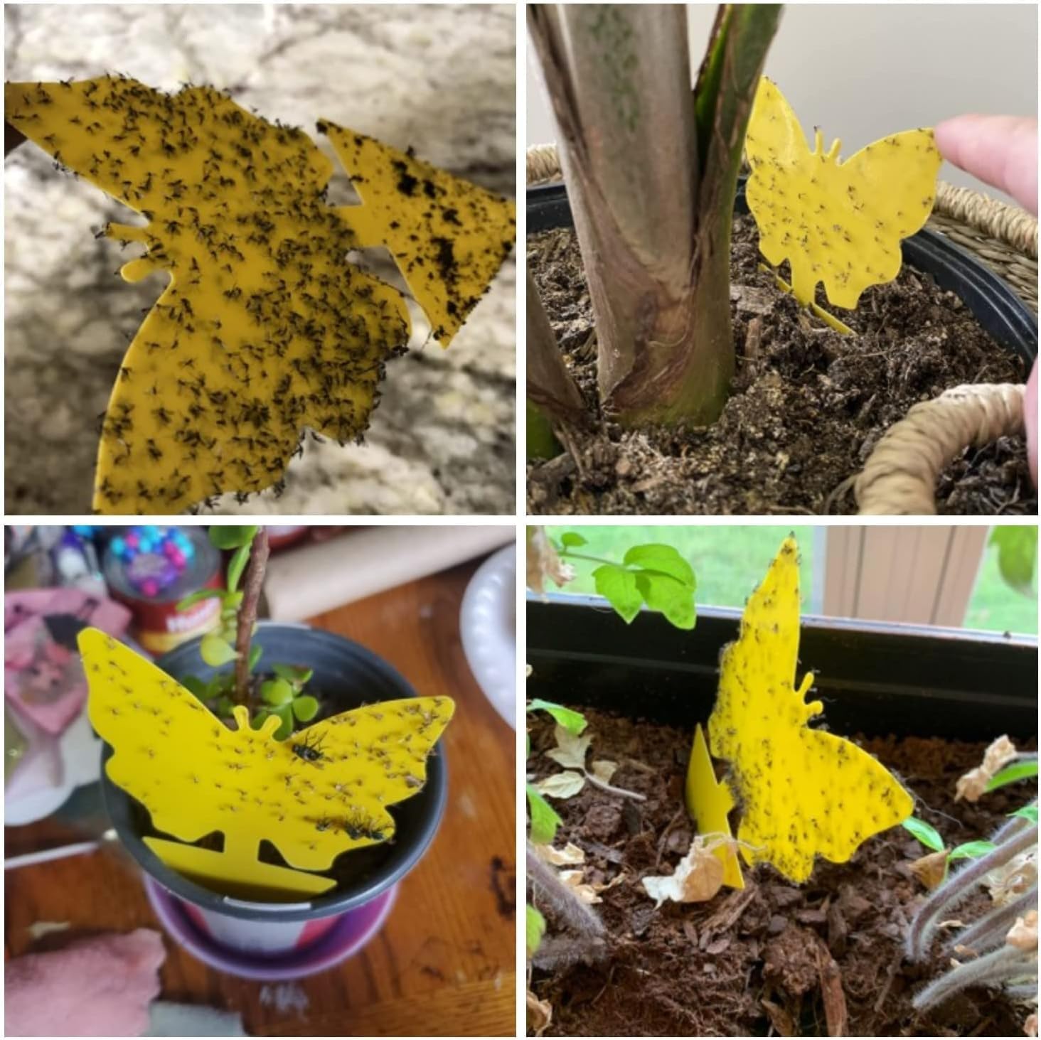 Stingmon yellow sticky traps endure outdoor and indoor use against flying pests