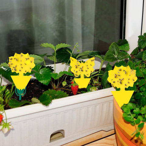 Stingmon safe, odor-free insect trap for homes with kids