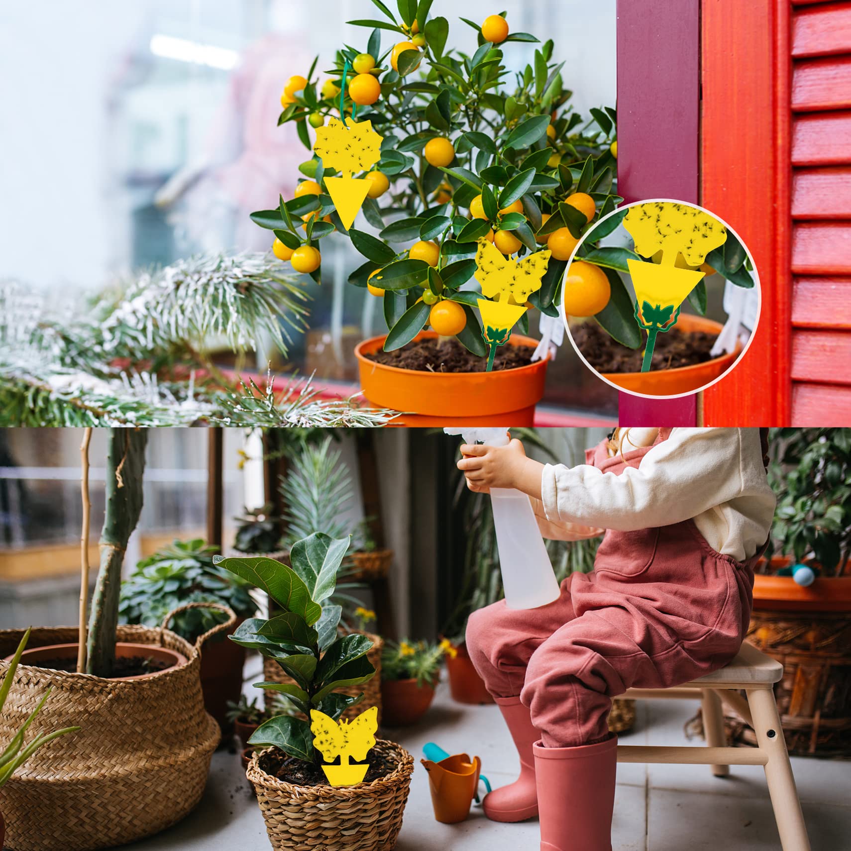 Stingmon UV-resistant trap endures sun exposure for long-lasting indoor use.