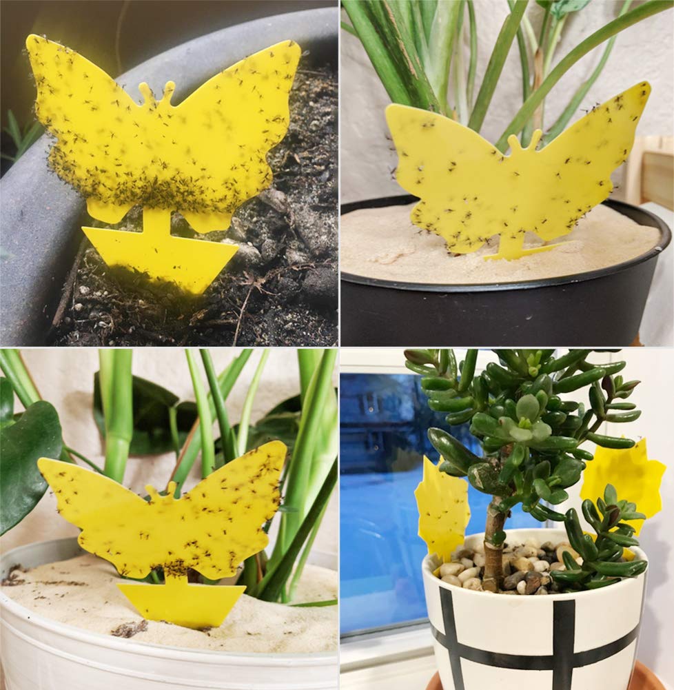 Stingmon UV-resistant and waterproof traps stay effective in sun and rain