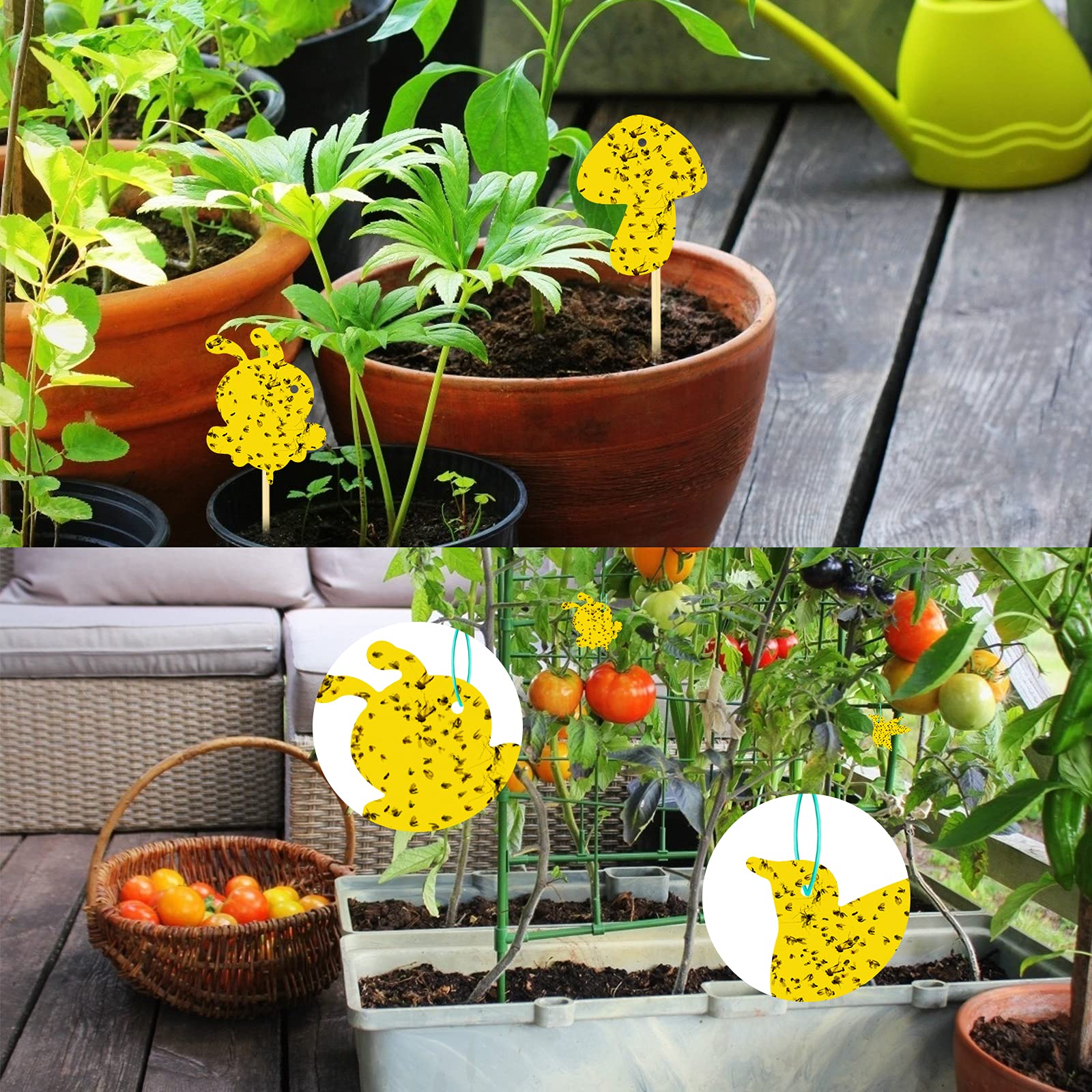 Stingmon UV-resistant yellow traps withstand sunlight for lasting use