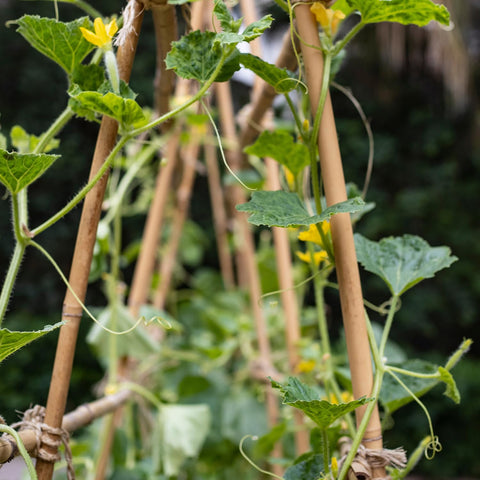 Stroller garden trellis stake pack inspires DIY garden projects
