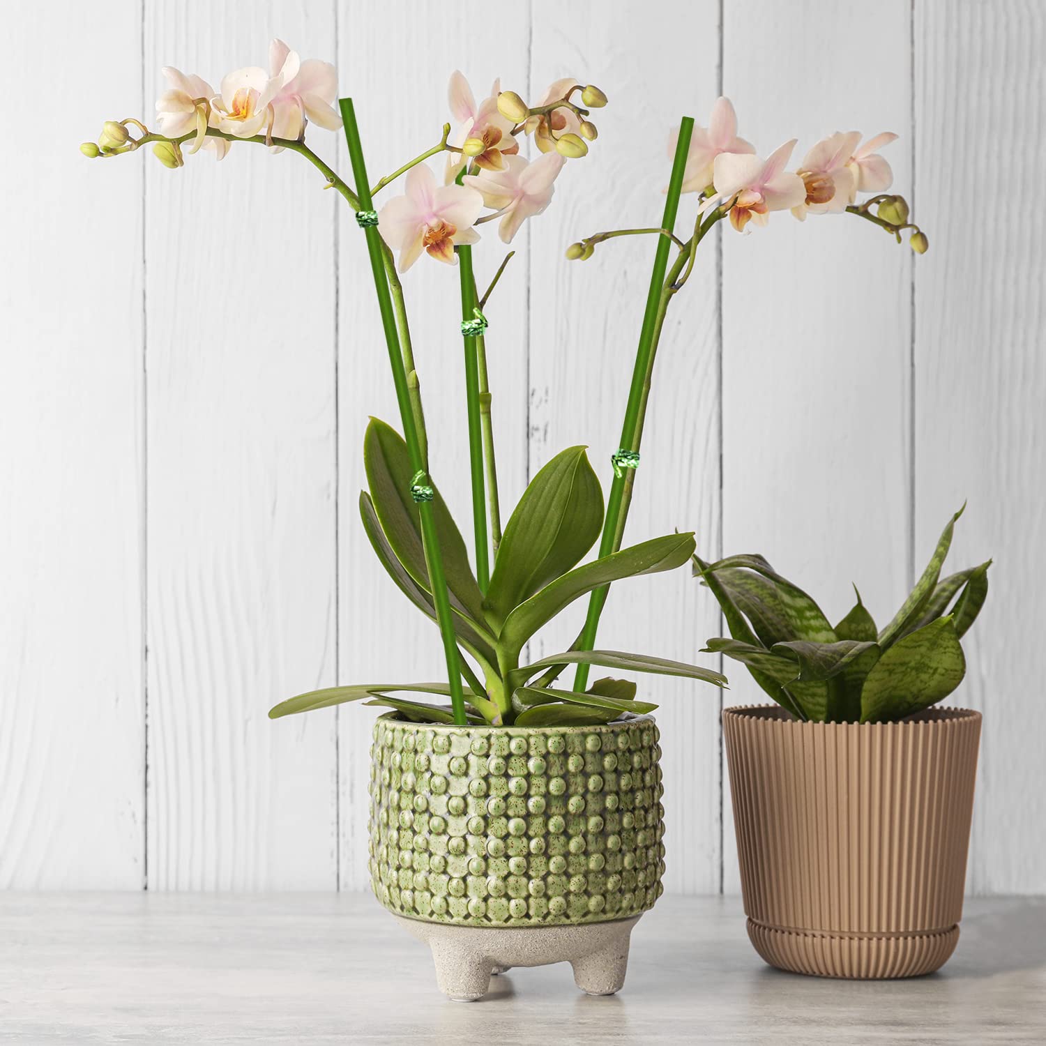 Stroller staking solution for orchids, peonies, and roses to guide blooms