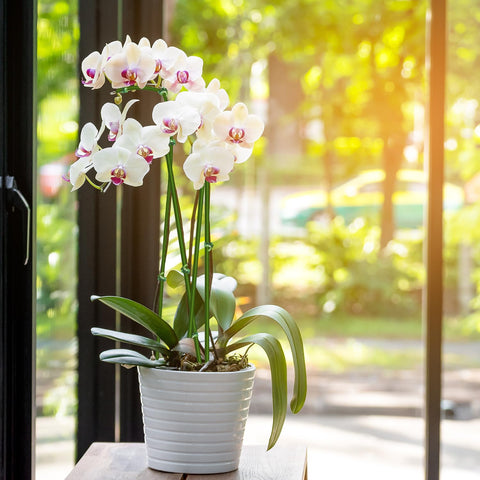 Stroller orchid and tomato stakes help guide growth