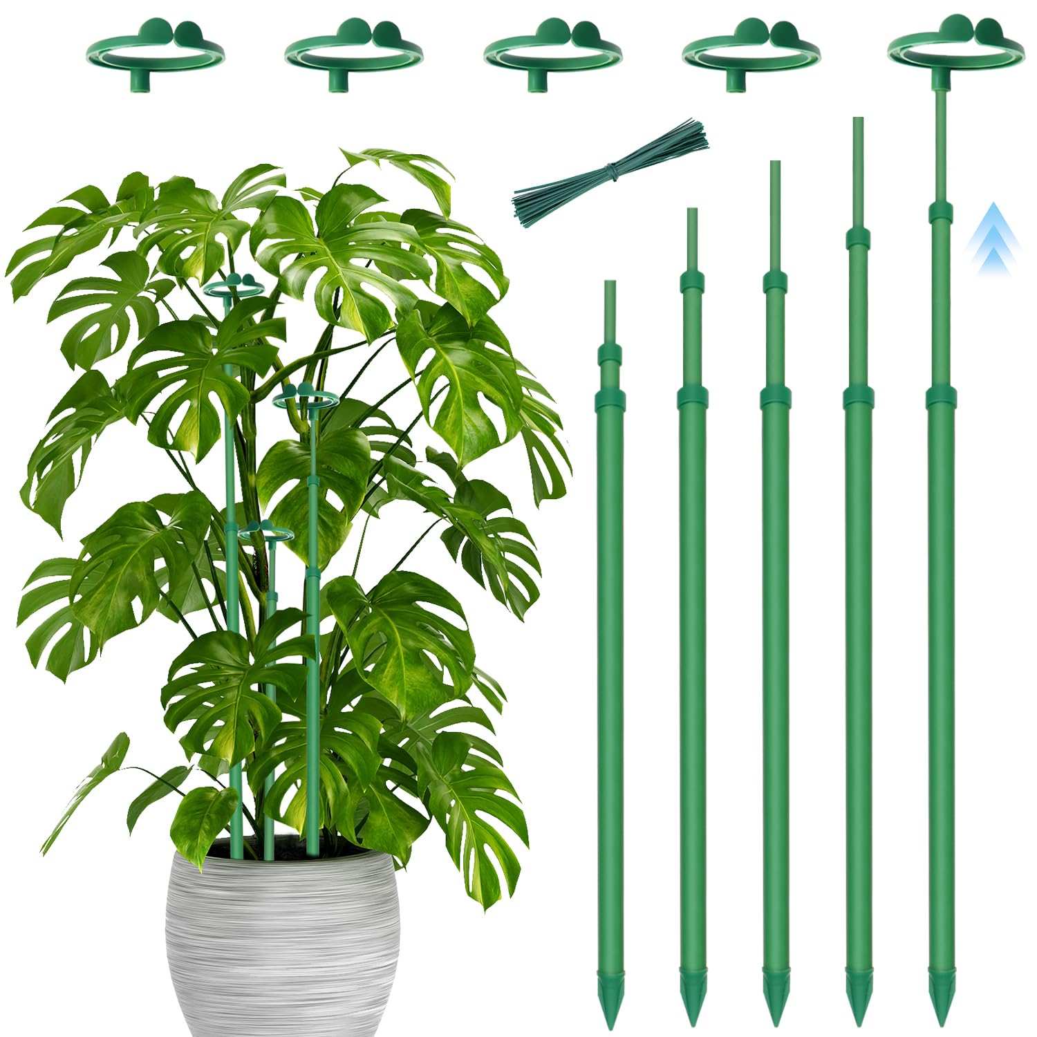 Stroller telescoping plant stakes extended height provide sturdy support for growing Monsteras.