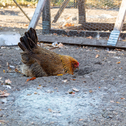 Strong Animals Preen Queen suitable for all poultry types.