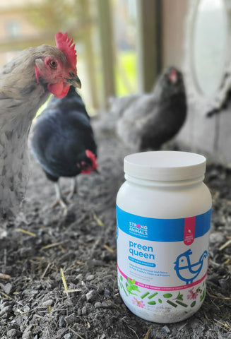 Coop odor control with Strong Animals Preen Queen for a cleaner environment.