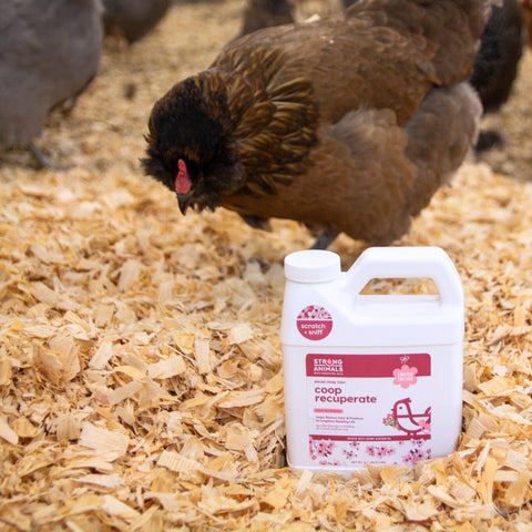 Applying Coop Recuperate on litter absorbs moisture and reduces odors.