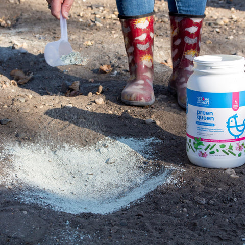 Feather cleaning and moisture absorption with Preen Queen dust bath.