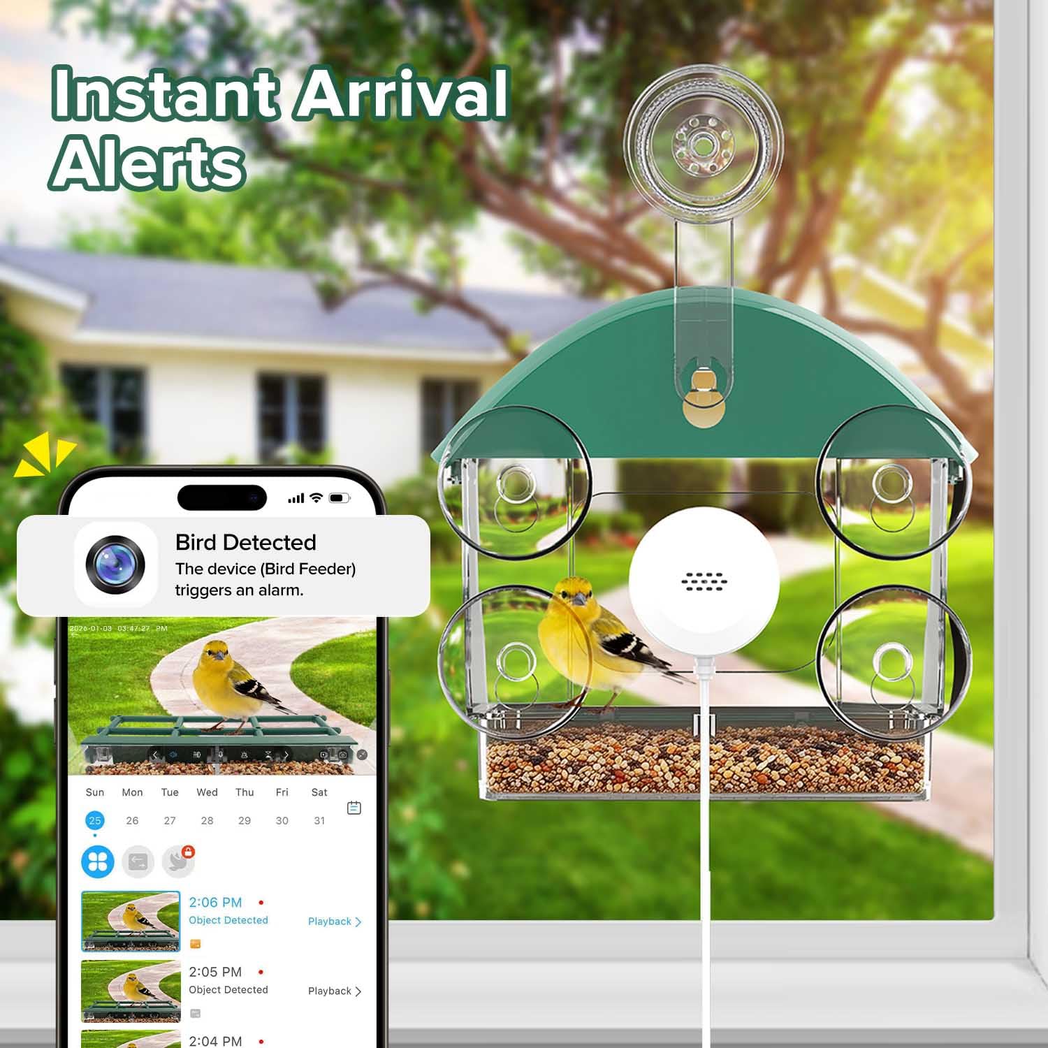 STSVA 2K video preview demonstrating vivid bird activity and real-time alerts.