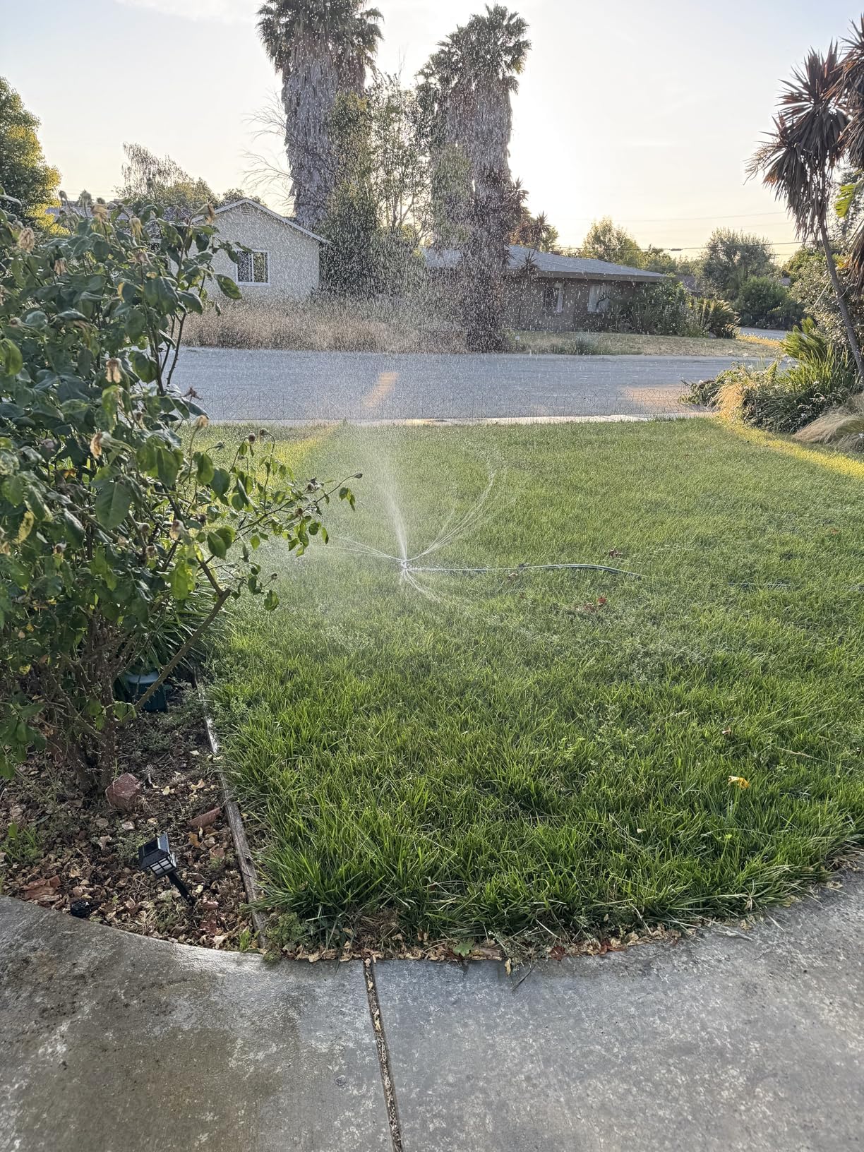 STYDDI 3-arm sprinkler demonstrates 360-degree irrigation for even coverage