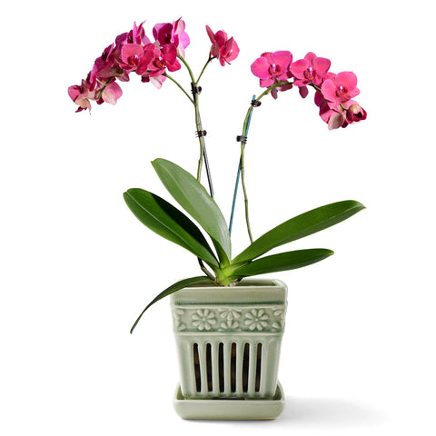 SUADEN orchid pots with holes green front view showing airflow and drainage.