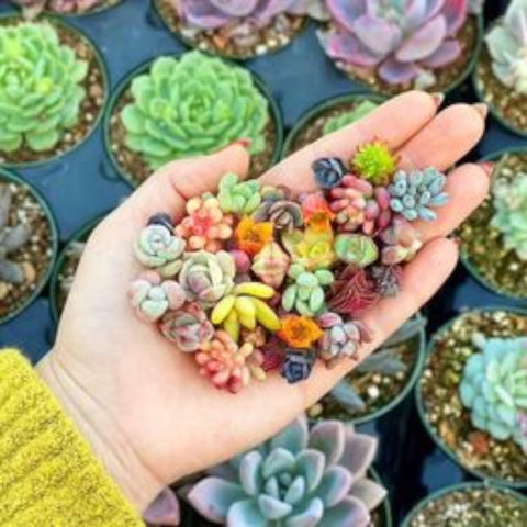 Colorful succulent varieties ideal for balcony planters and windowsills.
