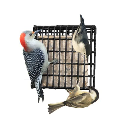 Suet Cake 12-Pack measures about 5 by 5 by 1 inches for versatile setup.