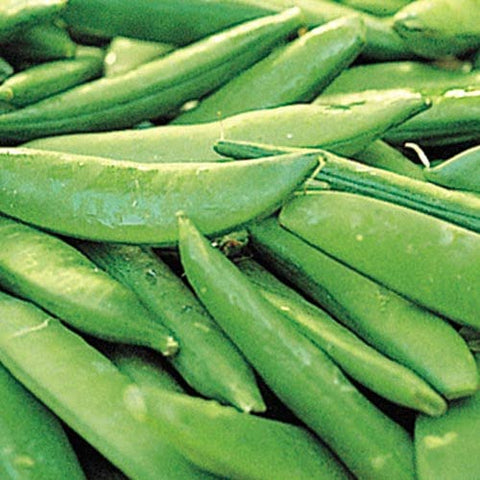 Sugar Ann Snap Pea Seeds 2oz pack for homegrown peas with sweet flavor