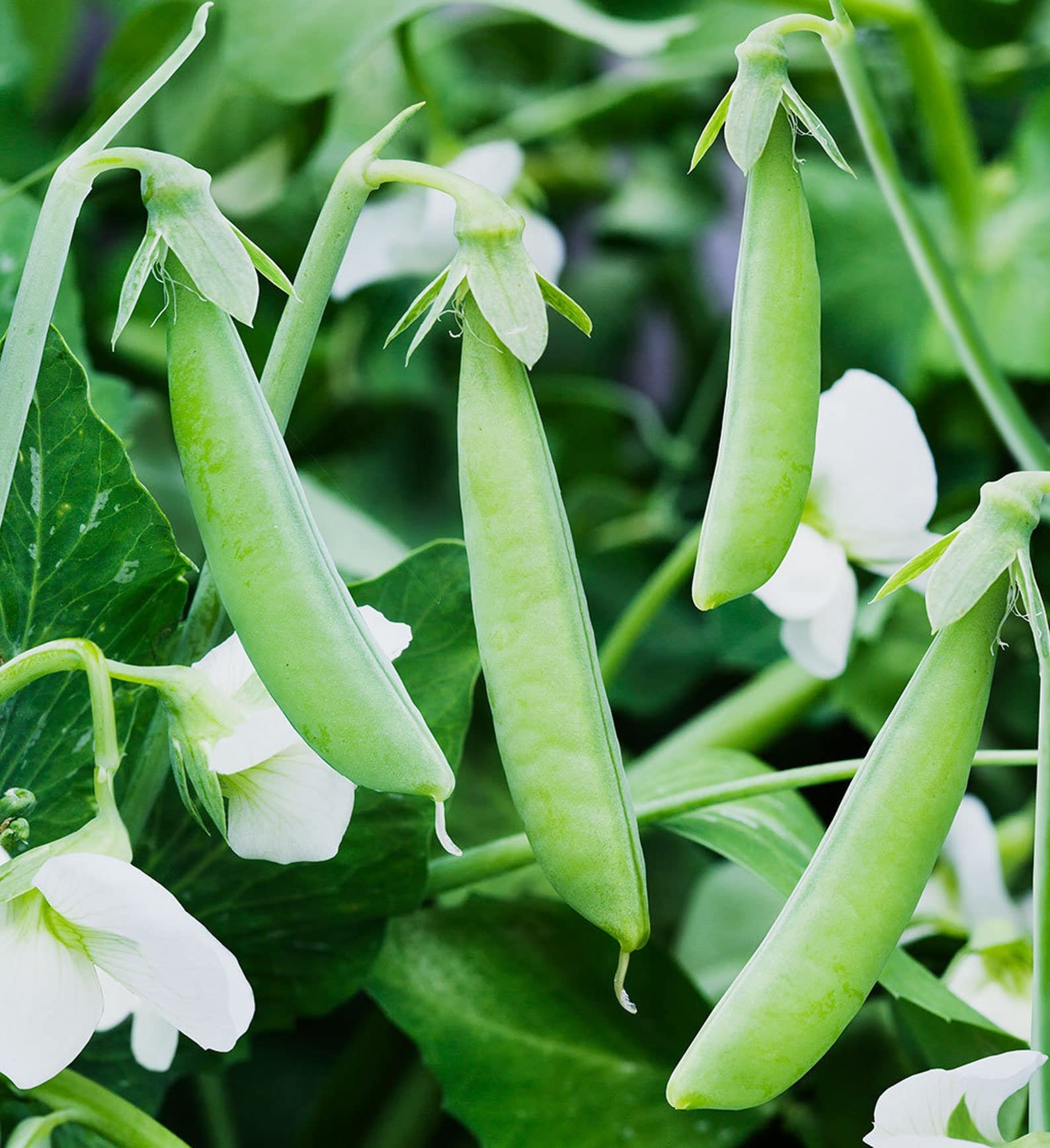 Sugar Ann Snap Pea Seeds compact vines for small-space garden yields