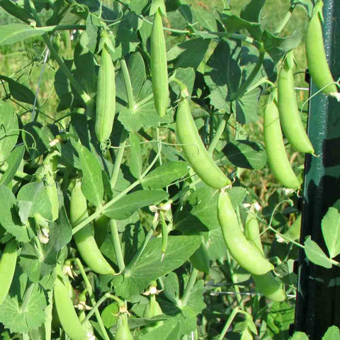 Sugar Ann Snap Pea Seeds harvest for delicious garden snacking