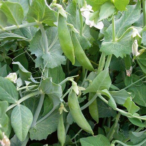 Sugar Ann Snap Pea Seeds non-GMO heirloom variety for flavor