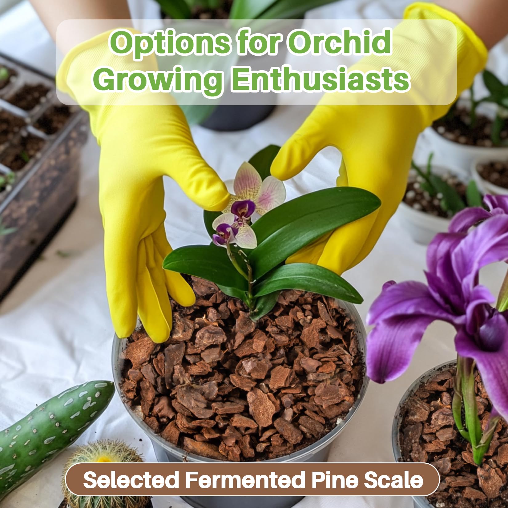 Sukh Orchid Bark being poured into a pot demonstrates easy substrate mixing