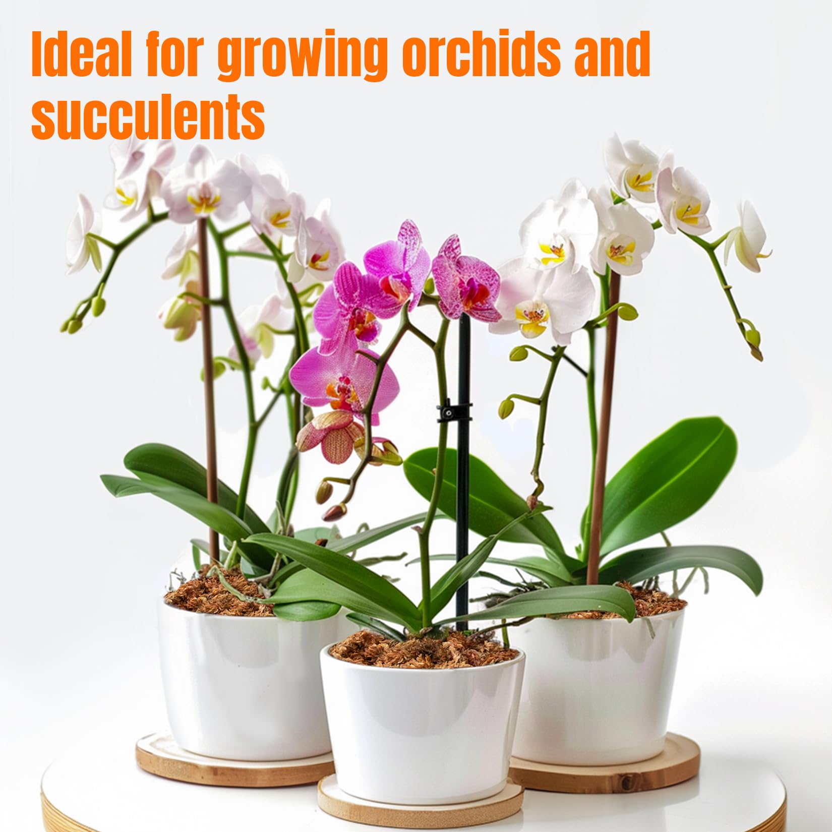 Sukh sphagnum moss decorative use enhances visual appeal