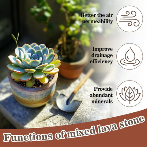 Sukh succulent potting mix 2-lb promotes vibrant, well-drained growth.