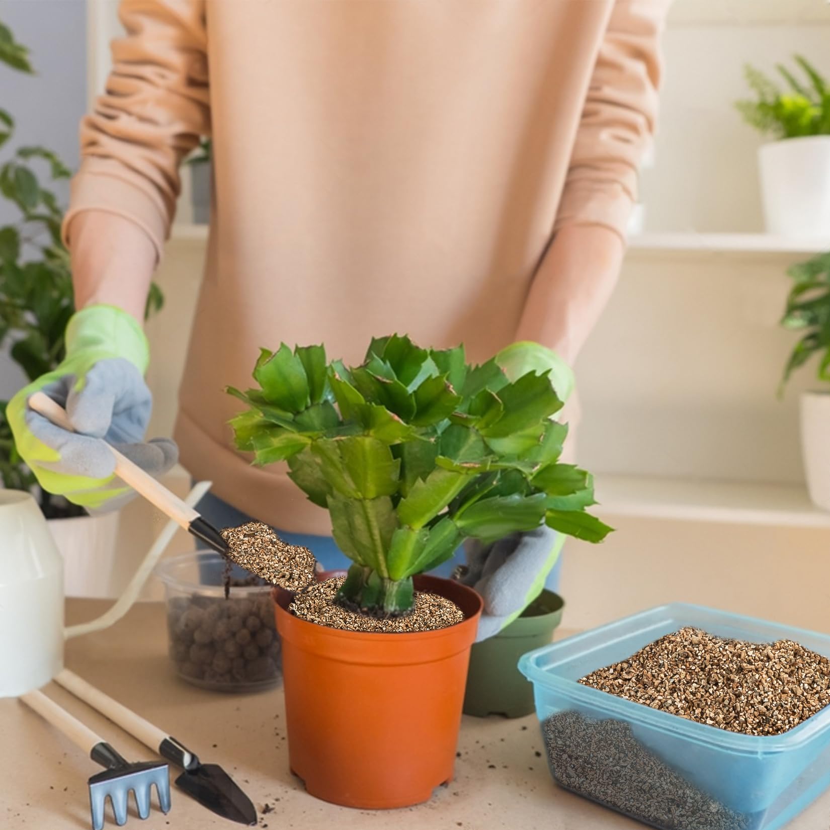 Sukh vermiculite supports bonsai and houseplants with balanced nutrition.