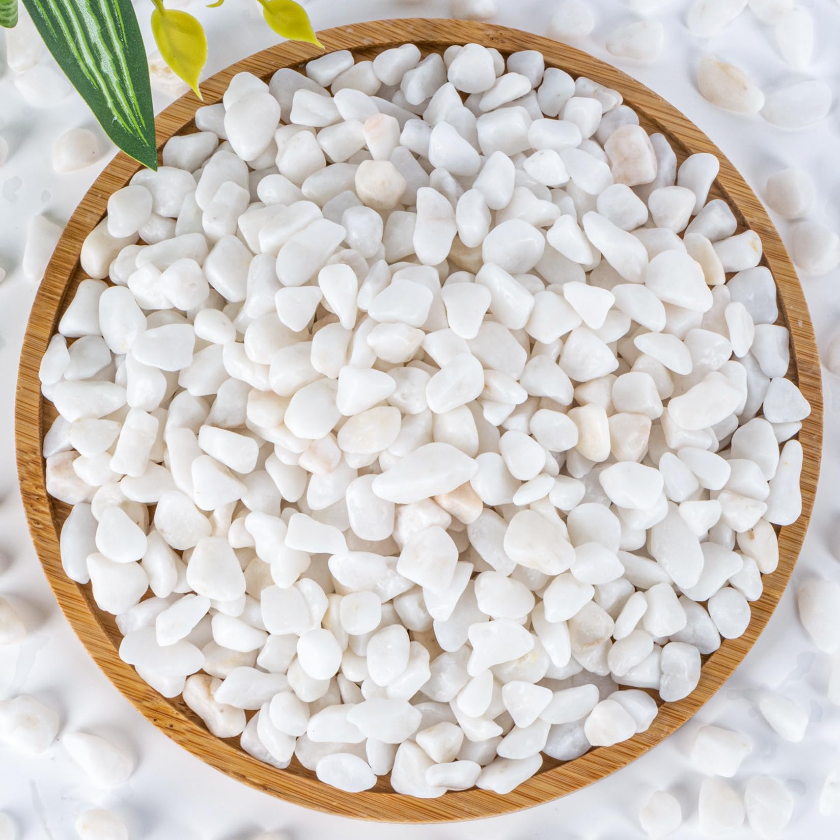 Sukh white pebbles for succulents and cacti improve drainage and aesthetics