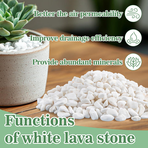 Sukh white pebbles decorate vases with a polished, modern touch