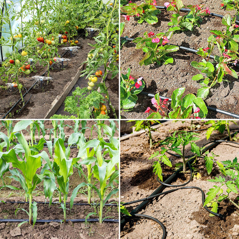 Sulataya irrigation tubing in greenhouse suitable for versatile watering.