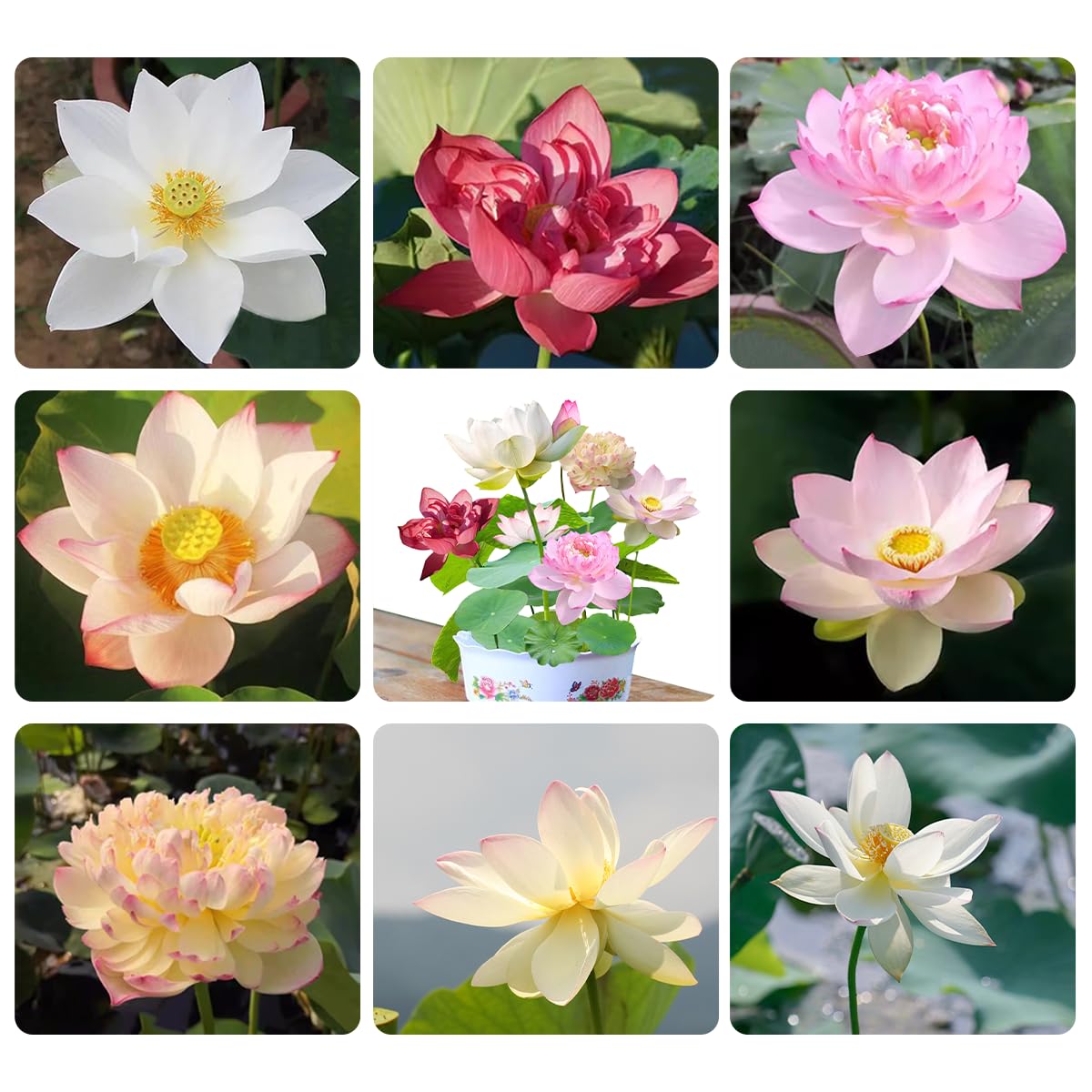 SULUOTE 120+ lotus seeds set for vibrant pond and bonsai displays.