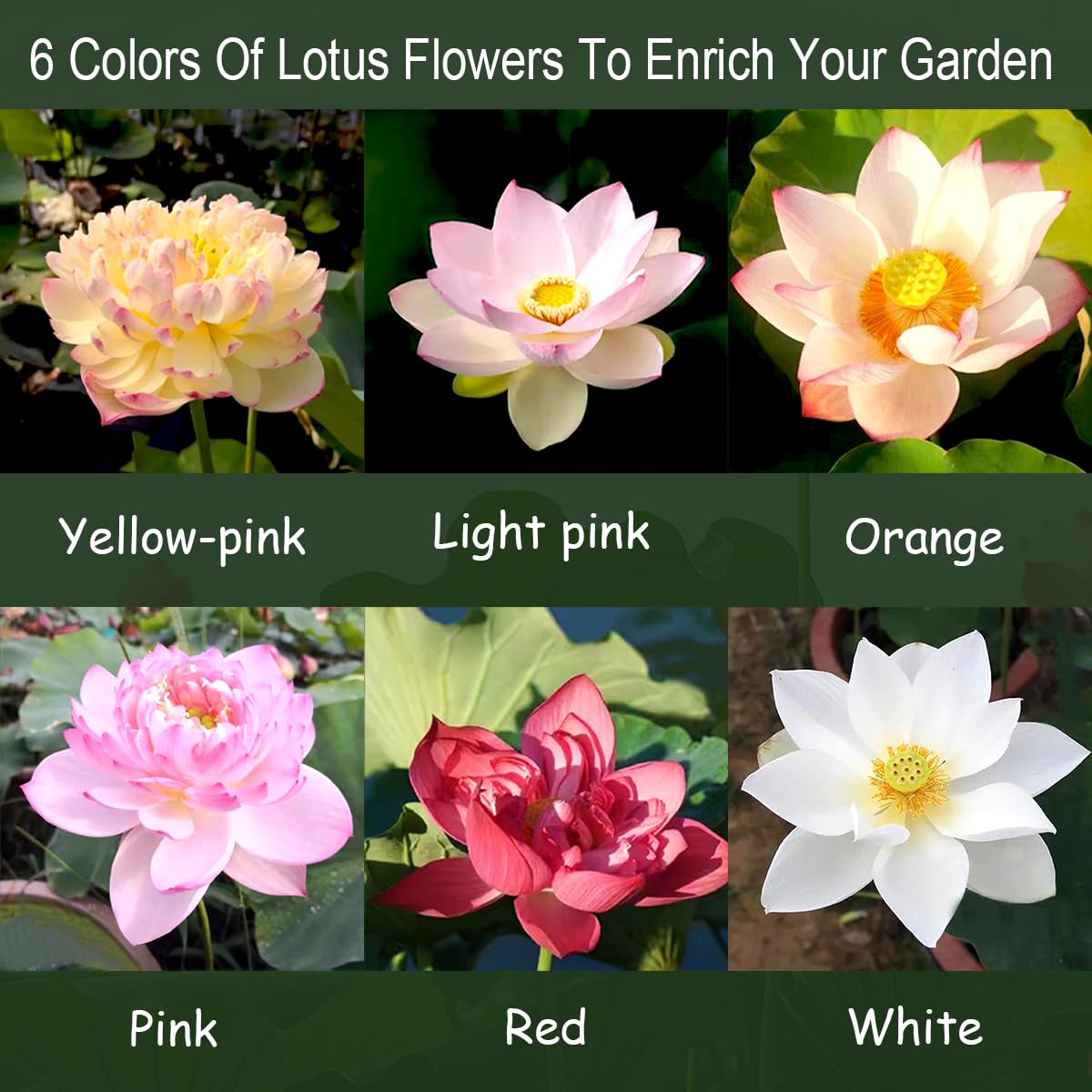 SULUOTE lotus flower ornamental in bonsai or decorative pot.